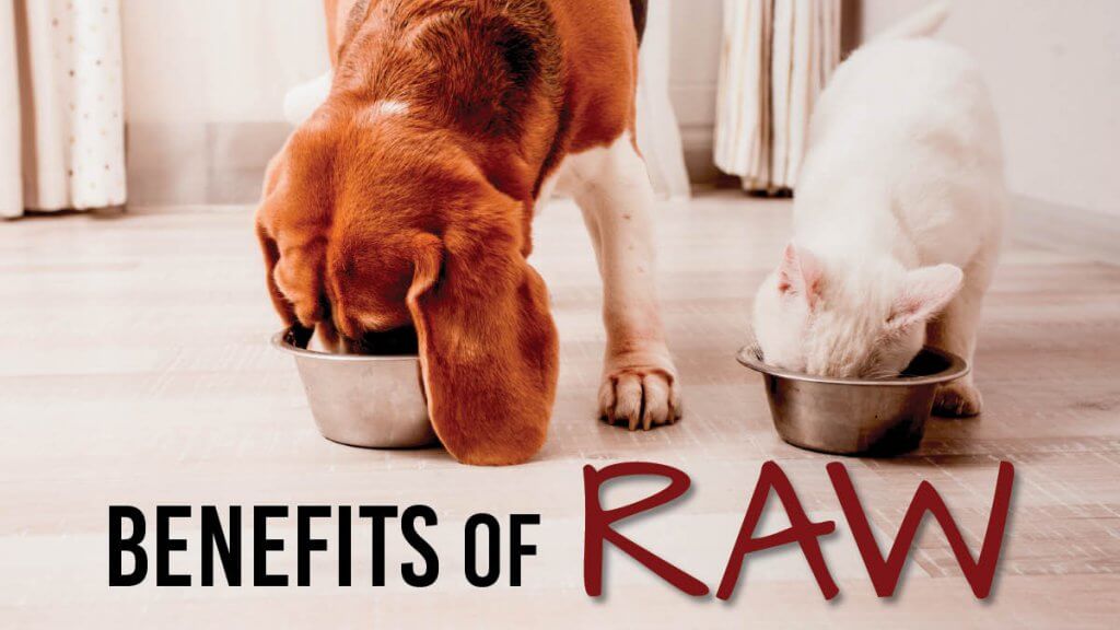 Benefits Of Raw Twitter 002 Phillips Pet Food Supplies