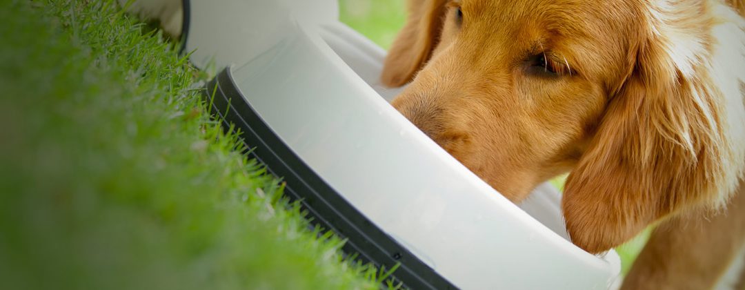 Phillips Continues Expansion of Western Distribution with Stella & Chewy’s®, Canidae®, Evanger’s® & Petcurean in Colorado