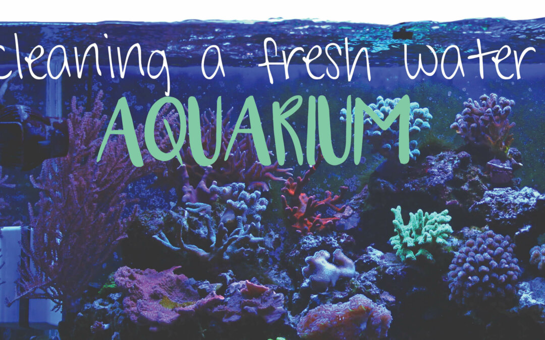 Cleaning an Aquarium Twitter
