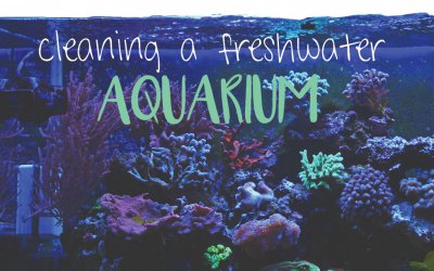 Freshwater Aquarium Cleaning