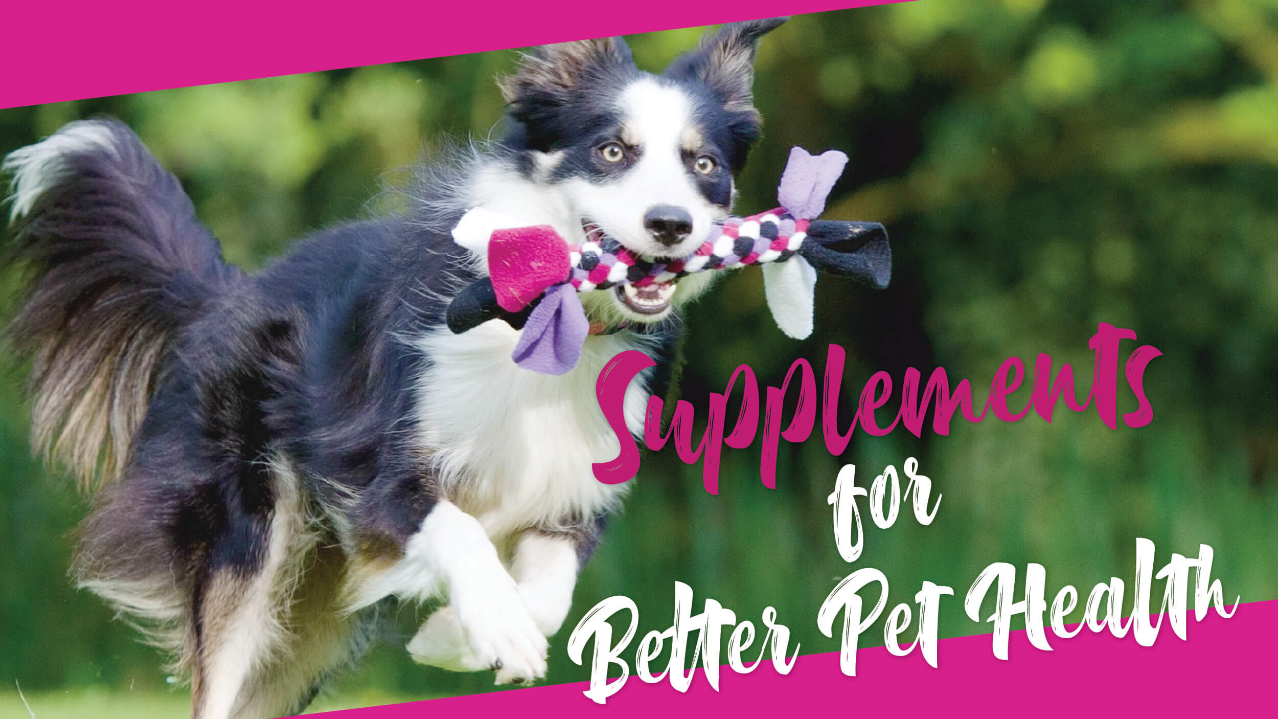Supplements Twitter Phillips Pet Food & Supplies