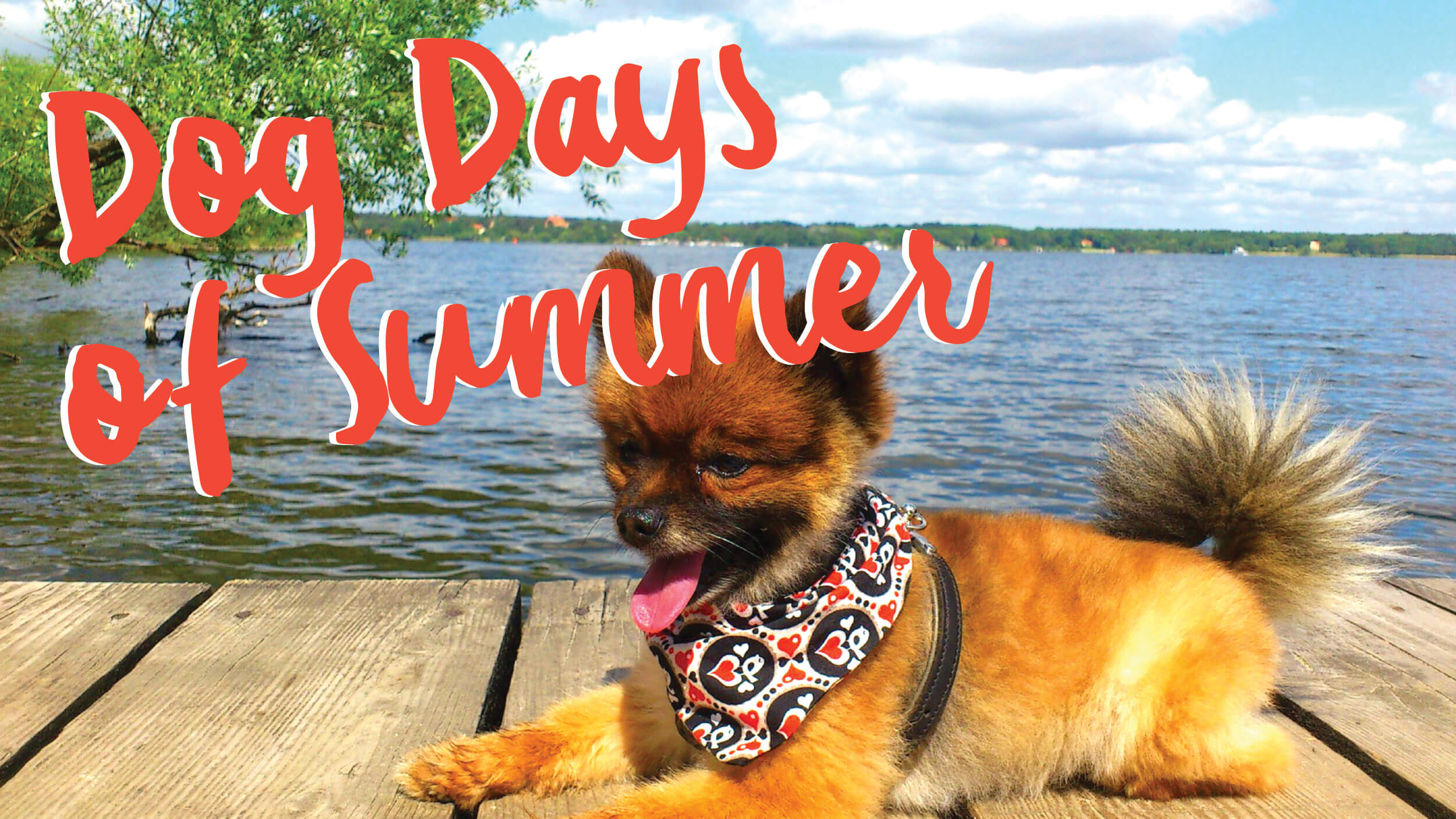 Dog Days of Summer Phillips Pet Food & Supplies