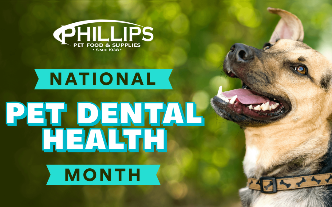 DENTAL_HEALTH_BLOG_POST_COVER